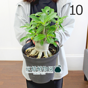 【現品】アデニウム・アラビカム（アラビクム） 根上り 6号（10）adenium arabicum