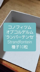 コノフィツム　オブコルデルム　‘ランバーテンセ’, Strandfontein 種子10粒