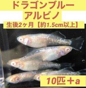 沖ちゃんメダカ【送料無料】ドラゴンブルー　アルビノ　メダカ　王の瞳　10匹 稚魚　若魚　成魚　光体型　生後2ヶ月