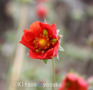 紅花金梅（ベニバナキンバイ）◇バラ科 ３寸（9.0cm）ポリポット栽培　☆開花時期６月~