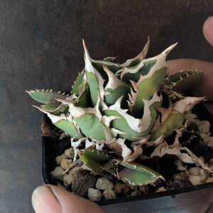 【AGAVE TITANOTA OSP株　親株出品】子株３個付き アガベ　チタノタ