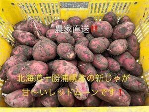 みんなに食されて40年 雪夏稚(せっかち)くんのじゃがいも20kg 北海道十勝浦幌産　レッドムーン　　　　