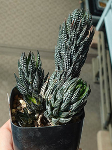 ハオルチア カフィルドリフテンシス Haworthia kaffirdriftensis GM341