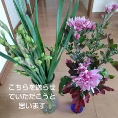 切り花　八重の水仙20本　キク4本