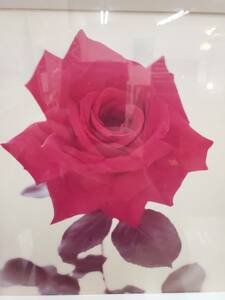 【真作】 秋山 庄太郎 『ROSE』 バラ 薔薇 サインあり 額装 53×48cm 検) 紫綬褒章 勲四等 日本写真家協会会長 巨匠