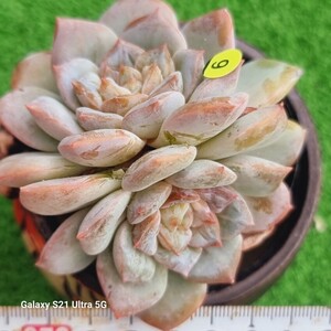 1202発送-Y009 モンロー花交配 エケベリア 多肉植物 韓国苗