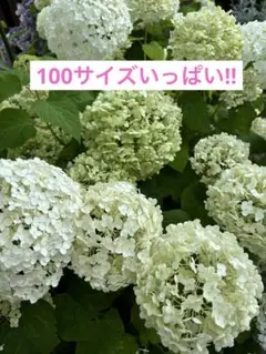 アナベル 紫陽花 フレッシュ 切り花 生花 ドライフラワー ホワイト グリーン