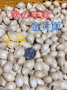 銀杏★金兵衛■1kg+@●茨城県産