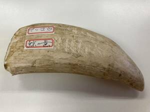 マッコウクジラ 抹香鯨 鯨歯 クジラ歯 鯨 クジラ 歯 重量約369.18g