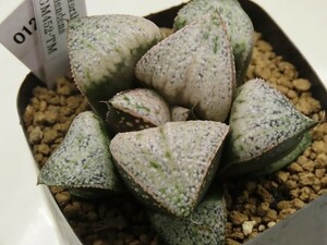 ■[W012]GM452-TM【多肉植物　Haworthia　ハオルチア　ハオルシア】