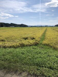 玄米　24kg 令和6年宮城県産　ひとめぼれ 特別栽培米　低農薬栽培