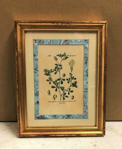 「植物画アート」」H.HAL－CHICAGOーKRAMER H K /ANTIQUED/Collection/額絵 /木額装/インテリア/壁掛け/ （画像参考）/USED品