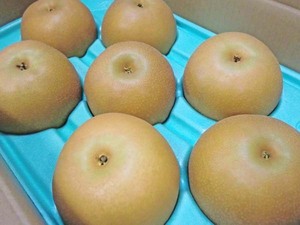 【Good】梨 千葉県産 あきづき梨 大玉6～9玉 約5kg ご予約