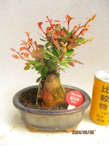 [讃岐屋緑兵衛] 紅目木 5/9蕾～花変化想定 (5364海鼠釉楕円鉢)全高：22㎝※同梱包は「まとめて取引」手続厳守※送料明記＊説明必読