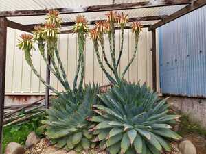 今年7月に採種 アロエ ポリフィラ Aloe polyphylla 500粒＋120粒