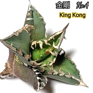 アガベ　チタノタ　金剛　No.4　King Kong　　ゴツくて鋭い鋸歯が特徴！成長するにつれ鋸歯が連棘になり、鋸歯の厚みも出てきます