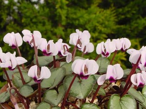 シクラメン・銀葉白花コーム、１球、春咲、開花見込球、寒さに強い、裸で送ります