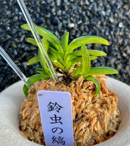 富貴蘭　芽変わり【鈴虫の縞】伝統園芸《富貴蘭を楽しんで》