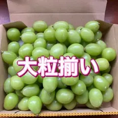 a98 山梨県　シャインマスカット　大粒 箱込み1kg