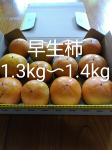 早生柿 梱包資材込み 約1.3kg〜1.4kg 新鮮　農薬不使用