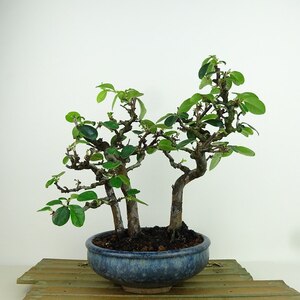 盆栽 花梨 樹高 約22cm かりん Pseudocydonia sinensis カリン バラ科 落葉樹 観賞用 現品