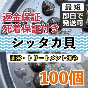 【100個＋α】シッタカ貝　兵庫県産　コケ取り貝　コケトリ貝　海水魚