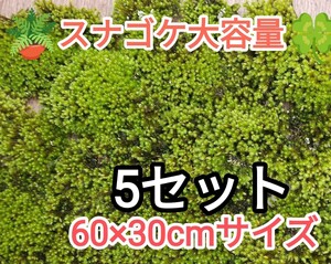 スナゴケ大容量60×30cmサイズ・5セット・グランドカバー