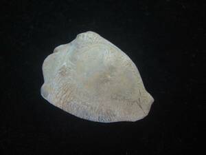 貝 標本 ムカシリュウグウダカラ(Barycypraea caputviperae) 発掘されたまま