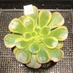 30#多肉植物アエオニウム錦❤️ミルクホワイト錦❤️1大頭11cm 拔き苗