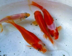 ★隼人和金の幼魚 ４匹★１０ｃｍ前後★おまけ付★