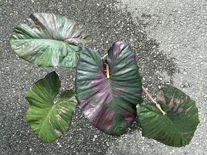 【veil plants】ハイクオリティ大型株　Alocasia Serendipity pink variegatedセレンディピティ　ピンク　斑入り　アロカシア