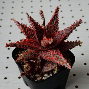 アロエ 実生 ハイブリッド 多肉植物 Aloe hybrid 193