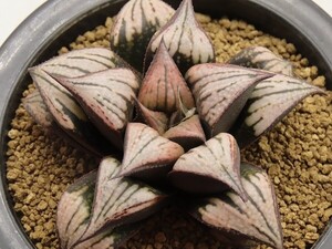 ■[W067]エミール×フロスティ　実生　未繁殖【多肉植物　Haworthia　ハオルチア　ハオルシア】