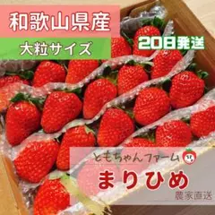 まりひめ いちご 大粒(箱込み約750g) 20日発送 苺 イチゴ