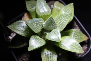 コンプト　萩原no.8 Haworthia　ハオルチア