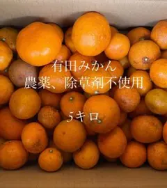 有田みかん　農薬、除草剤不使用