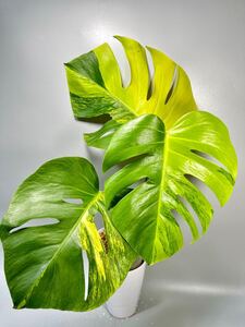 「30」モンステラ　ボルシギアナ　オーレア 斑入り Monstera borsigiana Aurea Variegata