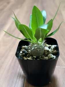 【 パキポディウム・エブレネウム 】 Pachypodium eburneum 実生株 