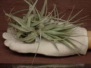 Tillandsia gardneri チランジア・ガルドネリ 736★エアプランツDP