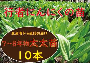 行者ニンニク 7～8年物 太太球根苗 10株 a