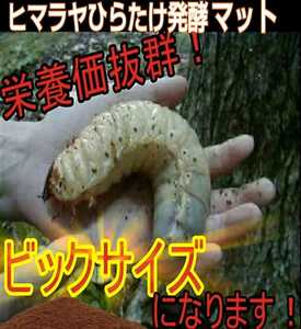 カブトムシ幼虫が大きくなる！栄養添加剤入【改良版】ヒマラヤひらたけ発酵マット【3袋】室内製造なので雑虫、コバエの混入が全く湧かない