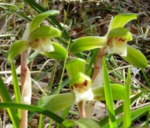 シュンラン・花芽無し、５０条、裸で送ります