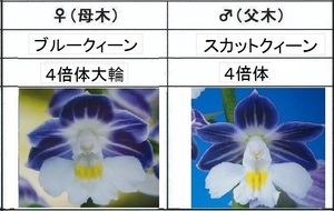 80B2えびね欄　２３１　ブルークィーン×スカットクィーン　4×4　1作以降初花見込苗　山野草エビネラン