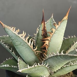 アガベ チタノタ 実生株 Agave titanota seedling 25