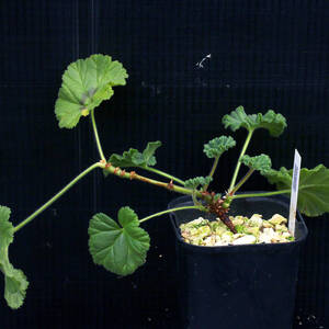 ペラルゴニウム・モリコムム 根塊性 Pelargonium mollicomum ∂∂∂