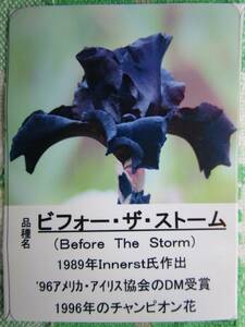 【株分け苗：セルフ種】ジャーマンアイリス／ビフォー・ザ・ストーム　- 1苗（2芽付き）のみ -