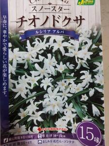 即決！♪送料無料 毎年咲く 早春咲き 花壇、ロックガーデンに！ 白色 スノースター　チオノドクサ　ルシリア　アルバ　15球