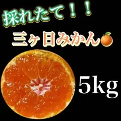 三ヶ日早生みかん　みかん　5kg ミカン　三ヶ日みかん