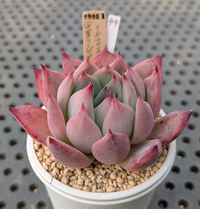 49.（中里リンゼアナ×ブランディティ）×チワワエンシスイエコラ 実生苗 エケベリア 国産 多肉 Echeveria