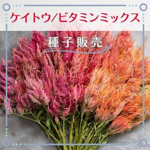 追跡番号付【種子販売】ケイトウ/ビタミンミックス*種子20粒